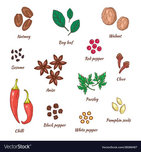 spices drawing